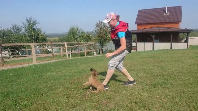 Голубая лента пищевой инстинкт смотреть онлайн