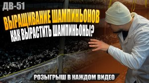 КАК ВЫРАСТИТЬ ШАМПИНЬОНЫ?| ЛЕГКО! СМОГУТ ДАЖЕ ДЕТИ | ДВ51