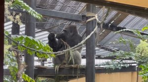 THE FAMILY GORILLA IN KYOTO ZOO  2023/11/28 MAMA GENKI PAPA MOMOTARO OLDEST GENTARO YOUNG KINTARO
