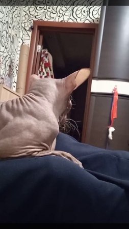 Кот Аватар