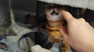 Без вкусняшек к нам не приставай! 🐱😄