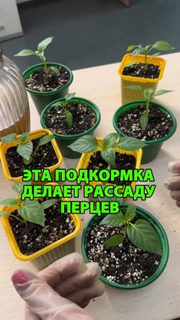 Эта подкормка делает рассаду перцев крепкой