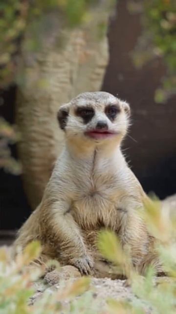 Говорящий суслик смотреть онлайн