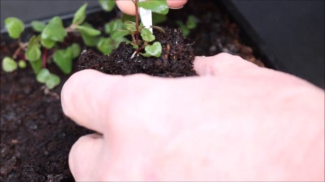 How to Grow Bergamot from Seeds смотреть онлайн