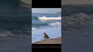 25-03-2025  Смешная подборка про животных и птиц) #рек #🦆 #животные #подпишись #лайк