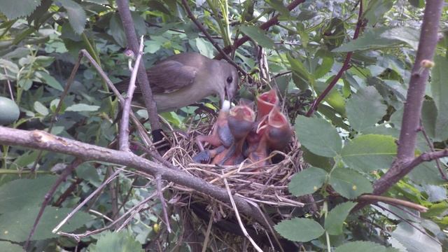 СлавкаСадовая 180606 11 13июн 2,7k24fps 2 смотреть онлайн