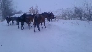 когда нет сигнала на УАЗике