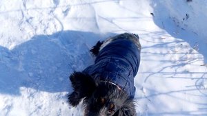 Куртка для спаниэльки