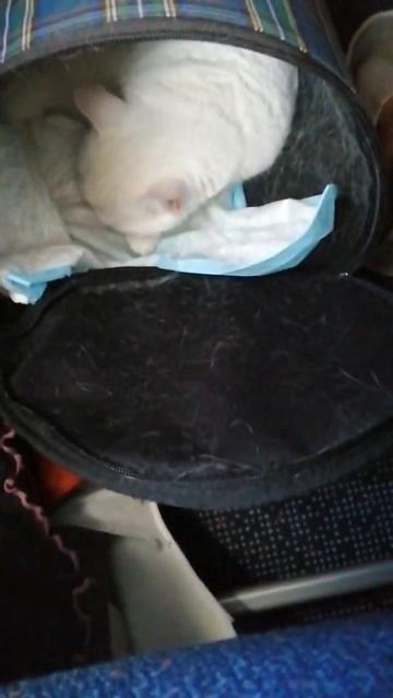 Белая кошка Феня путешествует самолётом. смотреть онлайн