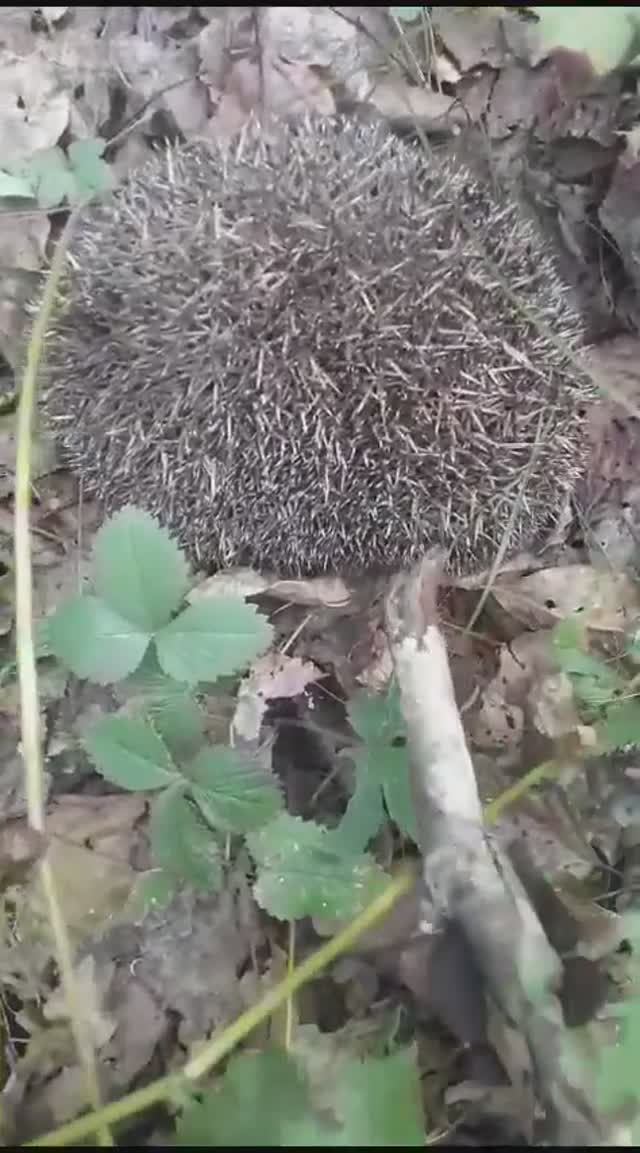 ЗЛОЙ ЁЖИК