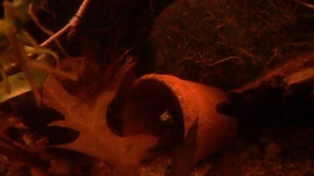 Nannacara anomala смотреть онлайн