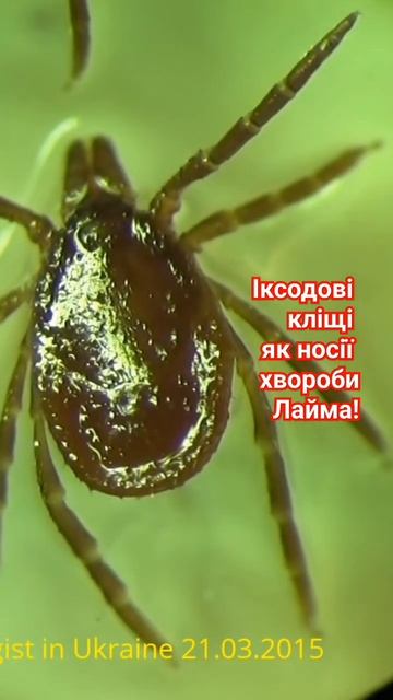 Іксодові кліщі є носіями хвороби Лайма. Будьте обережни навесні! Ixodes ricinus is Vector of Diseas