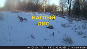 Какой наглец Лис. Ездил на Вездеходе к Фотоловушке
