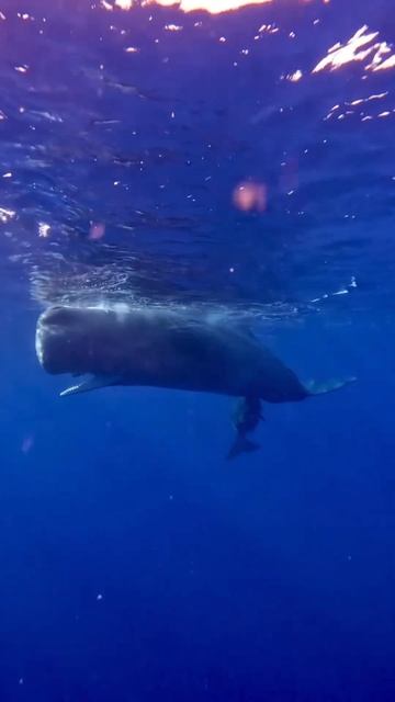 #фридайвинг #дыхание #underwater #дыхательныепрактики #freediving #diving #ocean #travel
