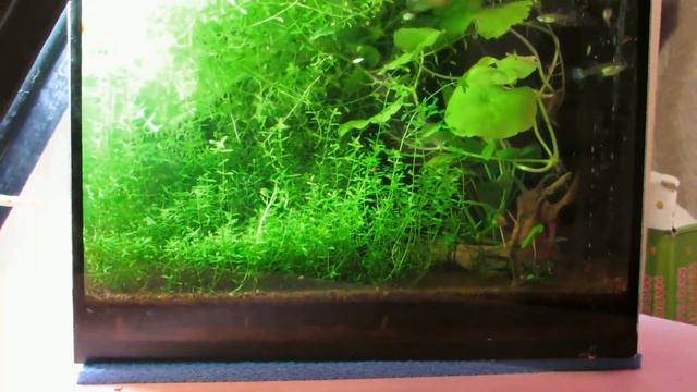 Тримминг в аквариуме брата. смотреть онлайн