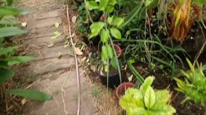 урожайный сорт бананов