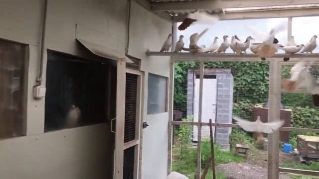 БАКИНСКИЙ БОЙНЫЕ ШЕЙКИ❗ смотреть онлайн