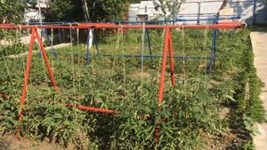 грядки для помидоры своими руками. железные грядки для помидоры.