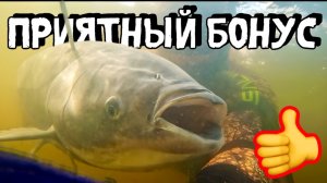 Рыба-призрак. Подводная охота на пёстрого толстолобика