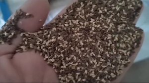 Сортировка отходов фацелии на зерноочистительной машине 5XZC-7.5DS