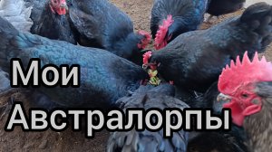 Куры породы Черный австралорп.