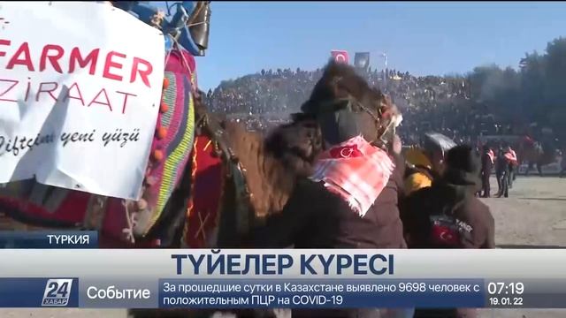 Түркияда түйе күрестіруден жарыс өтті смотреть онлайн