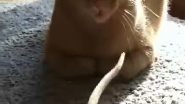 Gato de dieta смотреть онлайн