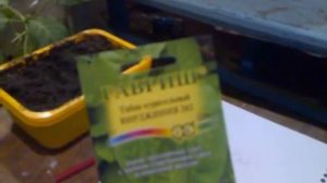 Пунгино. Посадка семян табака.