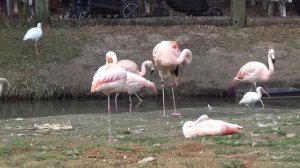 Сельчанка в Америке. Сестры