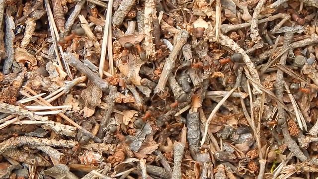 Трудяги муравьи смотреть онлайн