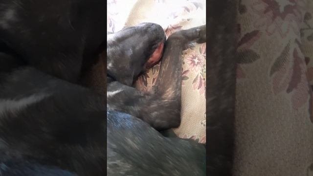 У Бэллы крепкий сон!