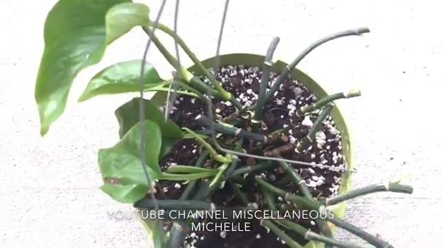 Doing an experiment with my Jade Pothos Plant смотреть онлайн