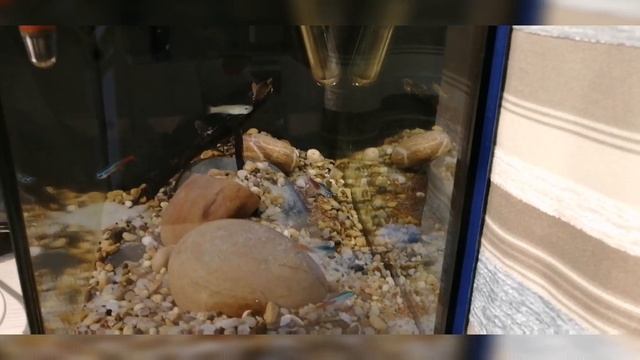 How to feed your AQUARIUM fish Bloodworms | +Plus+ cute African Dwarf Frogs! смотреть онлайн