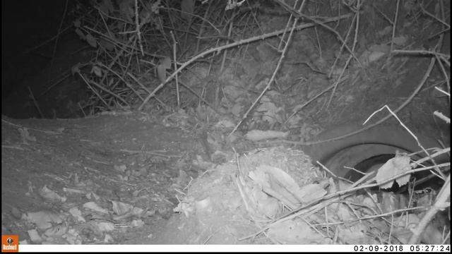 Das close-up! "Het leven op een aangelegde burcht" (das, jan/feb 2018, P4P Natuurfotografie) смотреть онлайн