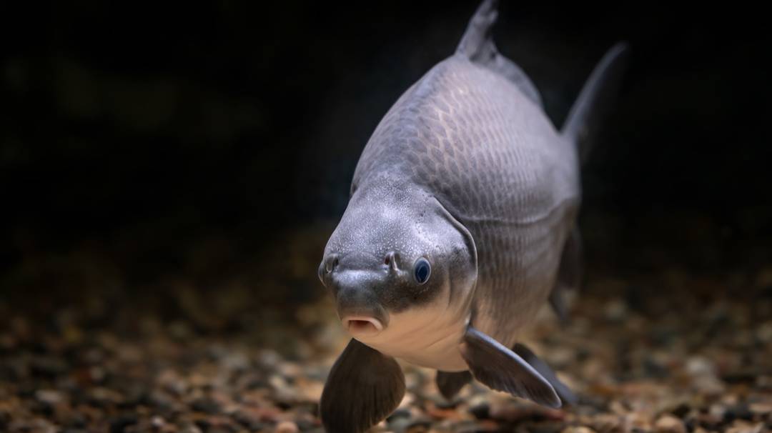 РР4: Ахтуба — Карп, Буффало! Русская Рыбалка 4 (79 серия) смотреть онлайн