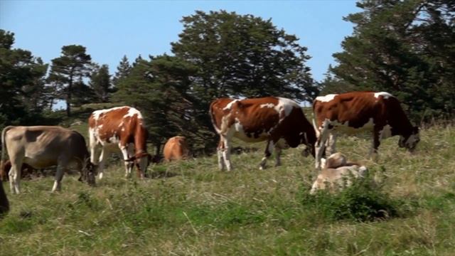 Животные. Живая природа. смотреть онлайн