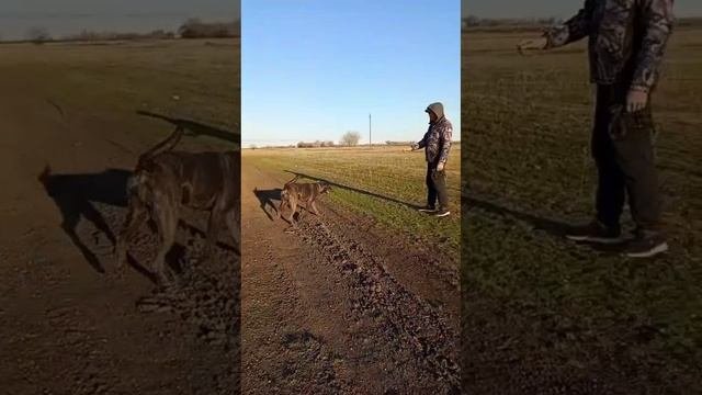Бэлла на вечерней прогулке с хозяином