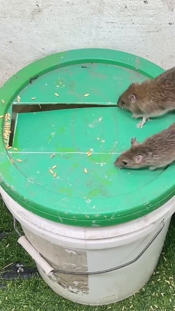 Best mouse trap 2023/good rat trap plastic bucket #mousetrap2020 #rattrap #mousetrap #rat смотреть онлайн