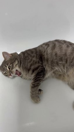 Котик в ванной 🐱