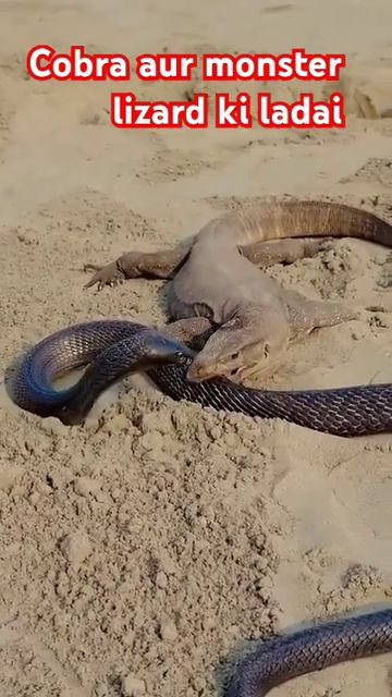 Cobra aur monster lizard ki ladai. #shorts смотреть онлайн