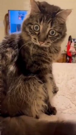 КОТ УДИВЛЕН 🧐🙄