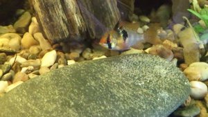 Mikrogeophagus ramirezi-Cichlidka ramirezi