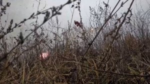 Боевая работа расчетов РСЗО «Град» 25-й общевойсковой армии группировки войск «Запад»