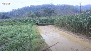 София 1. София садит рис и убирается в старом свинарнике.