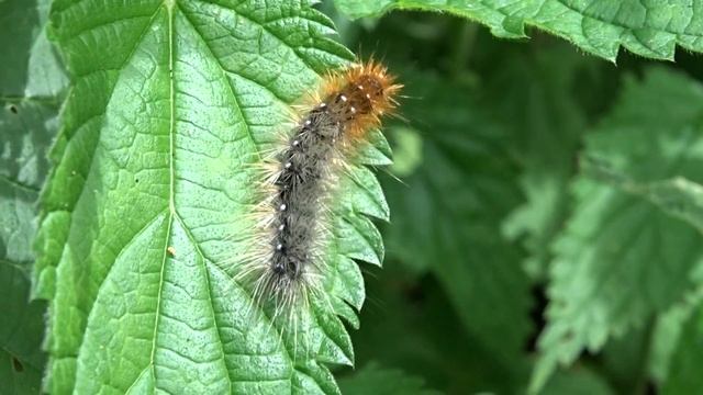 přástevník medvědí housenka смотреть онлайн