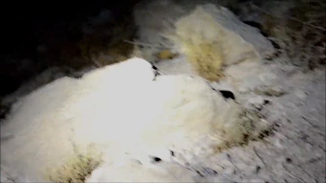 מניפנית מצויה, דרום מדבר יהודה - Ptyodactylus guttatus (Common fan-fingered gecko), Judean desert смотреть онлайн