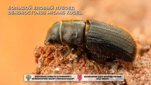 Большой еловый лубоед Dendroctonus micans Kugel.