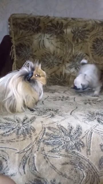 Знакомство мопса Джесси и морской свинки Аси смотреть онлайн