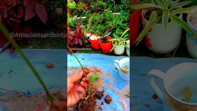 Easy and Fastest Propagation Method || Drimiopsis Maculata || смотреть онлайн