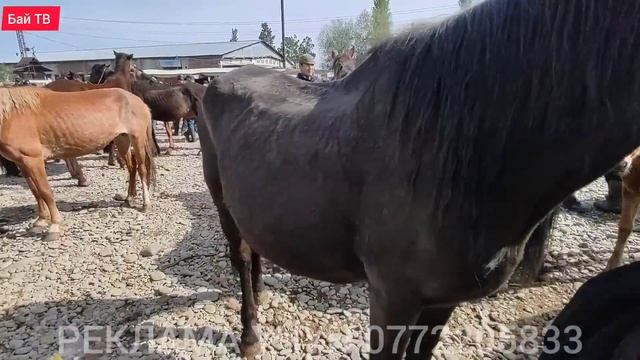 БЭЭ БАЙТАЛ ТАЙ БААЛАРЫ 🤯 #байтв